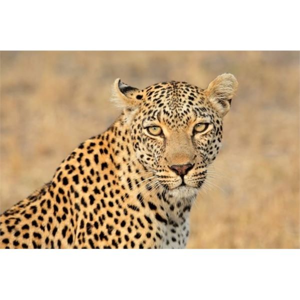 14-Day Leopard Hunt in Mateke Hill Zimbabwe - Worldwide Adventures