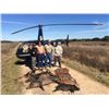 Image 4 : The HeliBacon Helicopter Hog Hunt