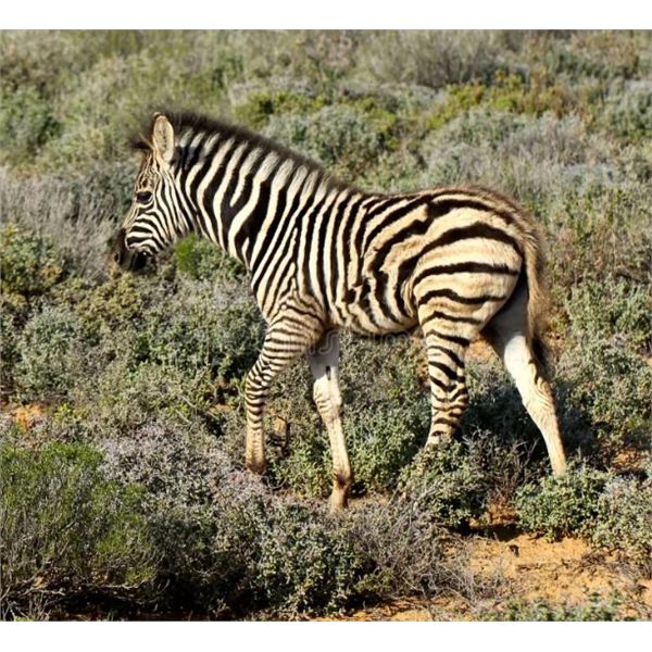 Plains Game Hunt, South Afrca- Jannie Otto Safaris