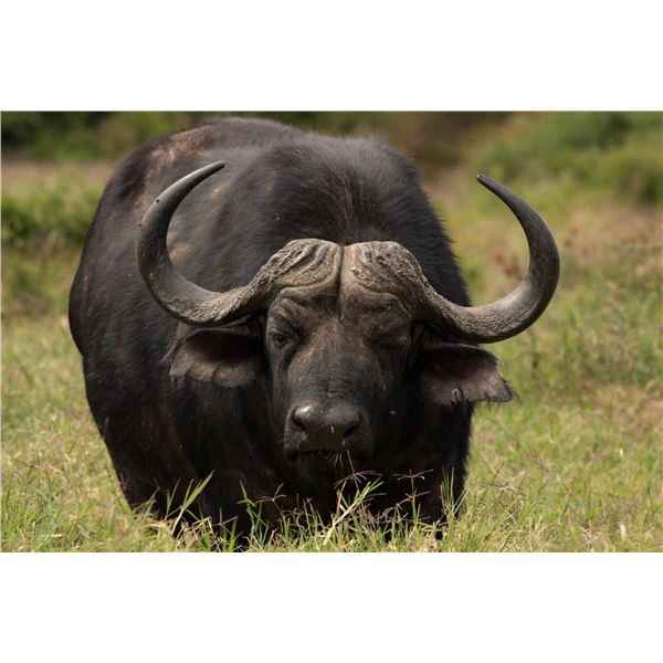 The Zimbabwe Buffalo Hunt- 1xBuffalo & 10 days, Bushveld Safaris