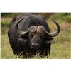 Image 1 : The Zimbabwe Buffalo Hunt- 1xBuffalo & 10 days, Bushveld Safaris