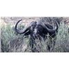 Image 2 : The Zimbabwe Buffalo Hunt- 1xBuffalo & 10 days, Bushveld Safaris