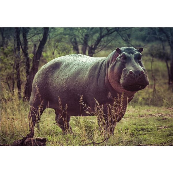 12-Day Hippo & Crocodile Trophy Hunt in Zimbabwe - Bushveld Safaris