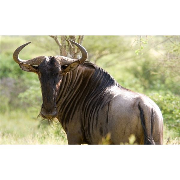 21 Day Hunting Safari with 16 Animals in South Africa - Mufabe Safari and Bushveld Safaris