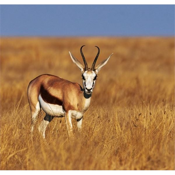 First Time hunter in South Africa - Janie Otto Safaris