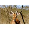 Image 1 : 7-Days for 4 Hunters in South Africa (2x Impala; 2x Blesbuck) - DEKO Safaris