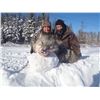 Image 1 : Trophy Timberwolf Hunt - Kap River Outfitters