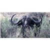 Image 2 : The Zimbabwe Buffalo Hunt- 1xBuffalo & 10 days, Bushveld Safaris