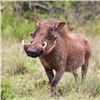 Image 2 : 21 Day Hunting Safari with 16 Animals in South Africa - Mufabe Safari and Bushveld Safaris