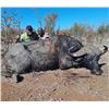 Image 1 : Trophy Buffalo in Zimbabwe - Elephant Trails Safaris