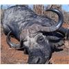 Image 4 : Trophy Buffalo in Zimbabwe - Elephant Trails Safaris
