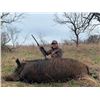 Image 4 : 3-Day All-Inclusive Texas Hog Hunt w/ Thermals