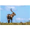 Image 10 : Theron Safaris Plains Game Hunt for 8 Hunters + Bonus Animals
