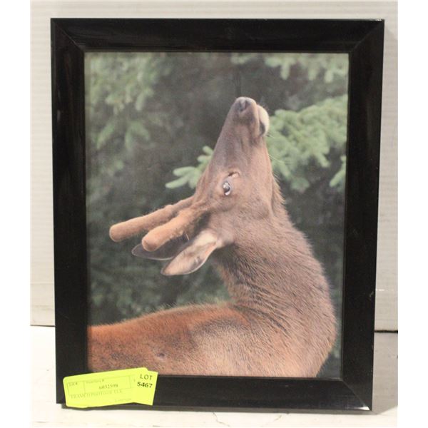 FRAMED PHOTO OF ELK