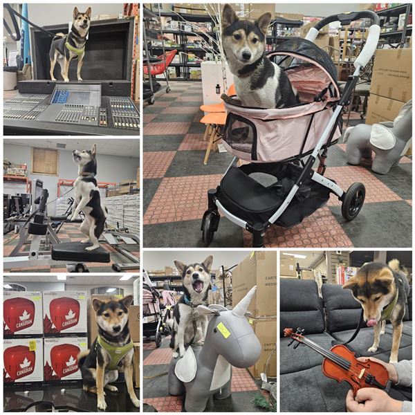 TANK AND LUNA'S PICKS OF THE WEEK