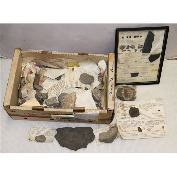 BOX FULL OF FOSSILS OF VARYING CONDITIONS