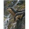 Image 2 : Robert Bateman Special Edition Poster. Made For Global BC Show of Hearts.2007