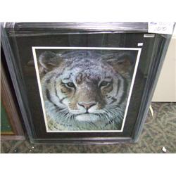 Tiger Portrait Print By Robert Bateman