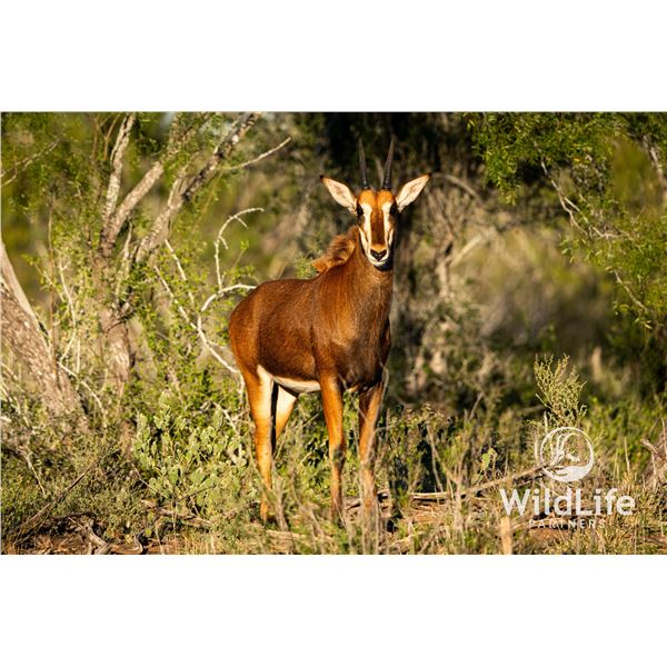 0.1 Sable Yearling