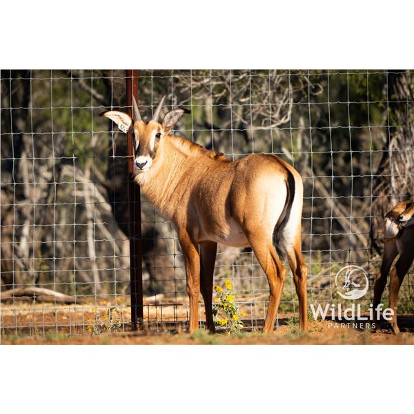 2.0 Roan Yearlings