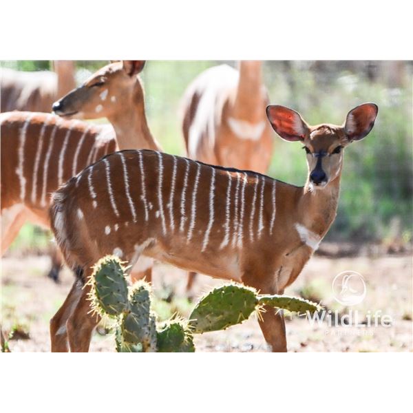 0.1 Nyala Yearling