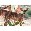 Image 1 : 0.1 Nyala Yearling
