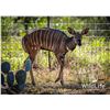 Image 1 : 1.0 Nyala Yearling