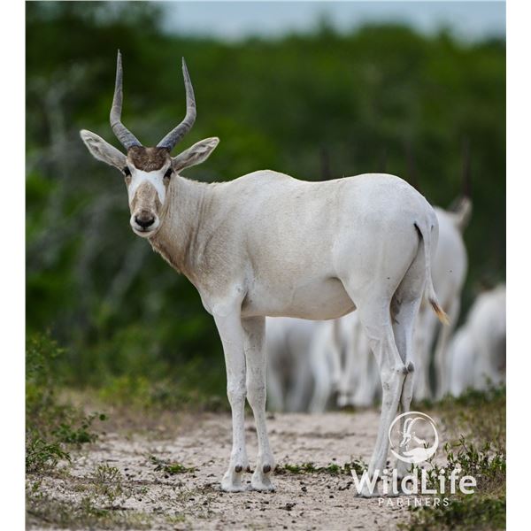 0.2 Addax Yearling