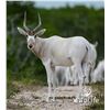 Image 1 : 0.2 Addax Yearling