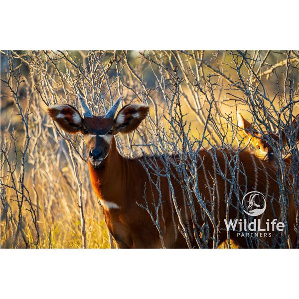 1.0 Bongo Yearling