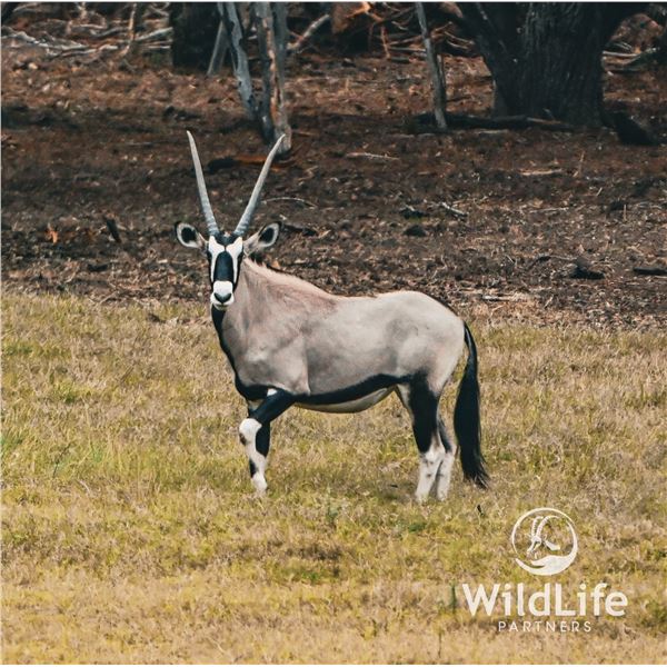 0.2 Gemsbok Yearlings
