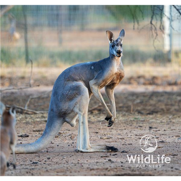 2.0 Kangaroo Yearlings