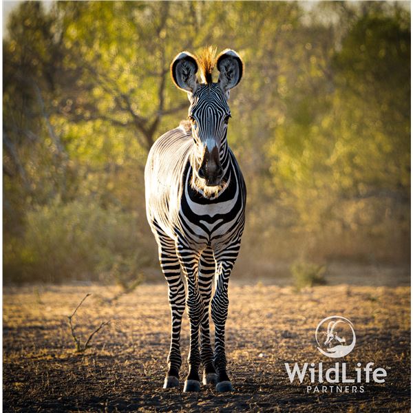 0.1 Grevy's Zebra Yearling