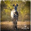 Image 1 : 0.1 Grevy's Zebra Yearling