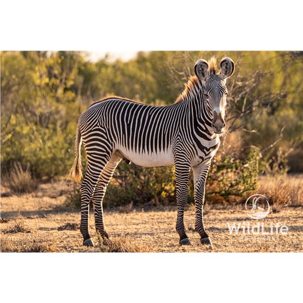 1.0 Grevy's Zebra Yearling