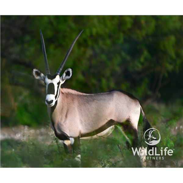 0.2 Gemsbok Yearlings
