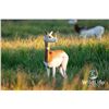 Image 2 : 0.2 Dama Gazelle Yearlings