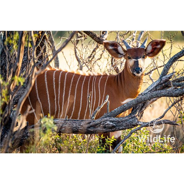 1.0 Bongo Yearling