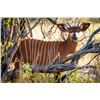 Image 1 : 1.0 Bongo Yearling