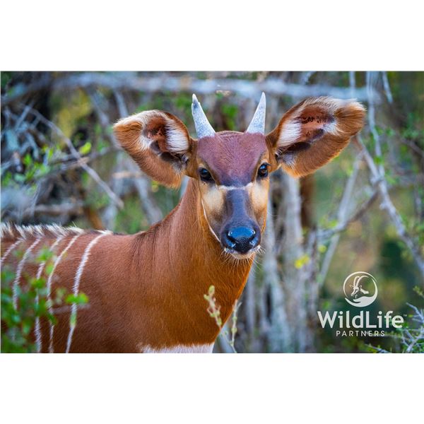 0.1 Bongo Yearling