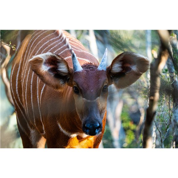 0.1 Bongo Yearling