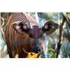 Image 1 : 0.1 Bongo Yearling