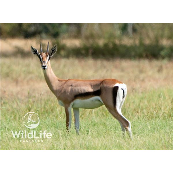 0.1 Grant's Gazelle Yearling