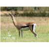 Image 1 : 0.1 Grant's Gazelle Yearling