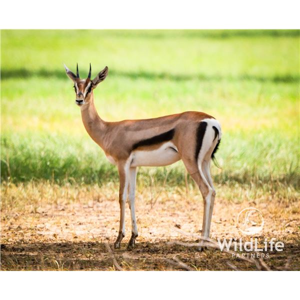 0.2 Grant's Gazelle Yearling