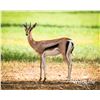 Image 1 : 0.2 Grant's Gazelle Yearling
