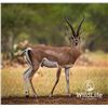 Image 2 : 0.2 Grant's Gazelle Yearling