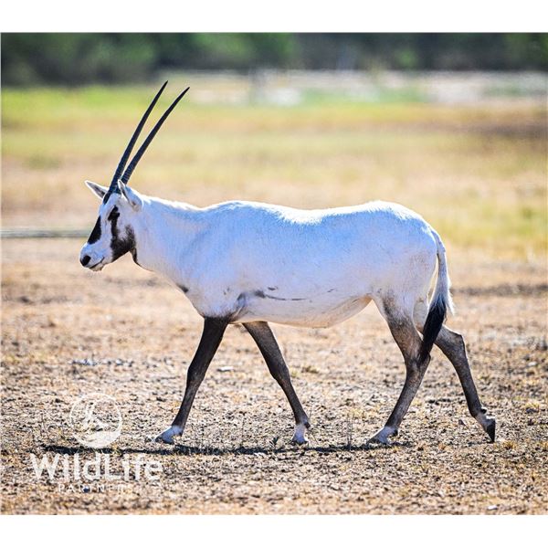0.3 Arabian Oryx Yearlings