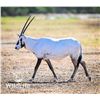 Image 1 : 0.3 Arabian Oryx Yearlings