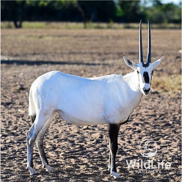 0.3 Arabian Oryx Yearlings